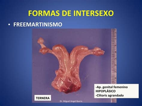 FREEMARTINISMO EN BOVINOS PDF