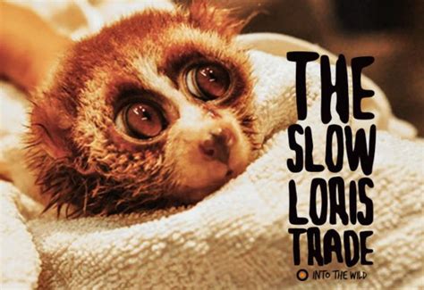 The Slow Loris Pet Trade | HuffPost UK