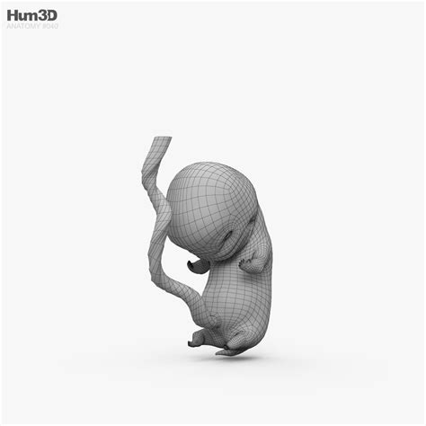 Human Fetus 3D model - Download Anatomy on 3DModels.org