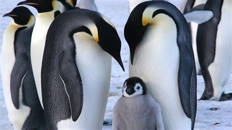 Male Emperor Penguin - Smilinghugo | Penguins, Antarctica, Emperor penguin