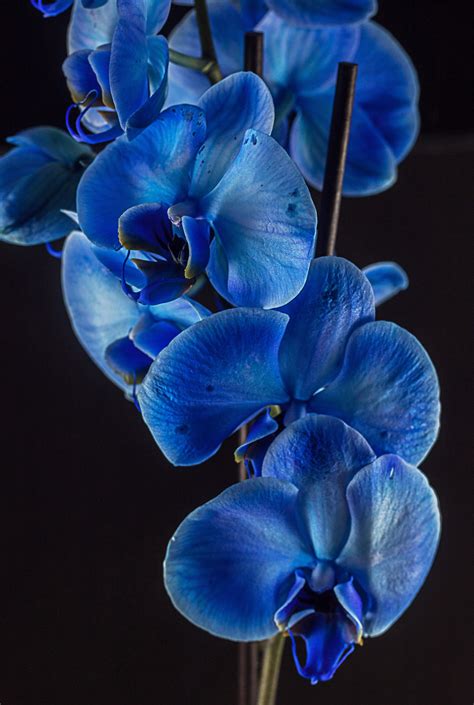 Blue Orchid. | Blue orchid flower, Blue orchids, Orchid wallpaper