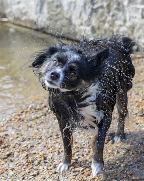 Dog Shaking Off Water · Free Stock Photo