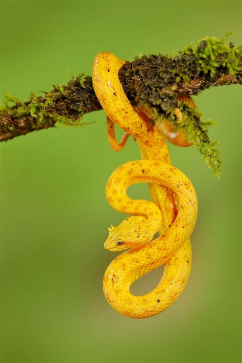 Snake Profile: Eyelash Viper (7 Must See Pictures)