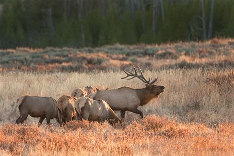 Grand Teton Private One-Day Tours - Buffalo Roam Tours