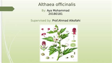 (PDF) Althaea officinalis