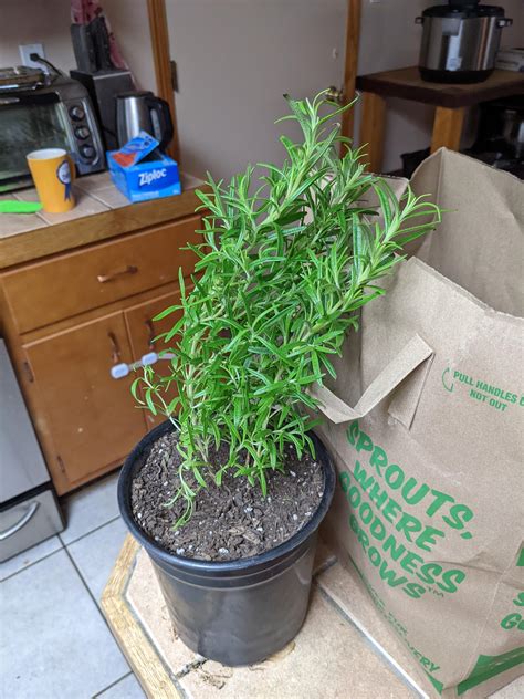 I need Rosemary pruning tips. I got the plant at the supermarket, and repotted. it's too tall to ...