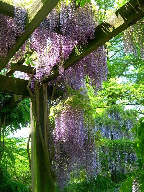 Wisteria Trellis Photograph by Susan Maxwell Schmidt - Fine Art America