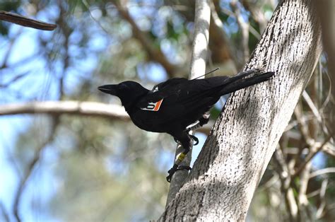 Great British Bioscience — How crows connect The New Caledonian crow is...