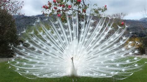 White Peacock Wallpaper