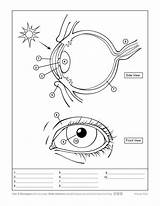 Human Eye Coloring Pages  Home sketch template