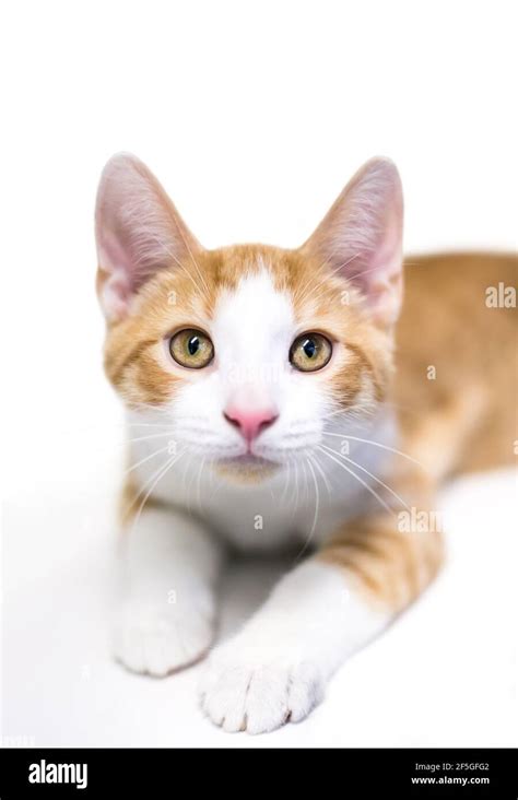 A cute shorthair kitten with orange tabby and white markings, lying ...