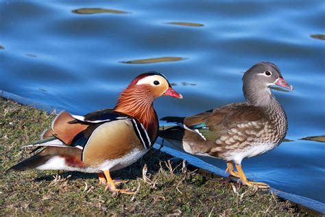 8 Colorful Facts About Mandarin Ducks