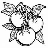 Tomato Plant coloring Page Lulu Pages sketch template