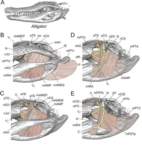 Image result for crocodile jaw muscles | Anatomy, Muscle anatomy, Alligator