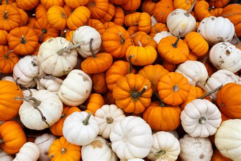 Orange White Pumpkins Free Stock Photo - Public Domain Pictures