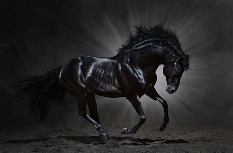 Stallion Wallpapers - Top Free Stallion Backgrounds - WallpaperAccess