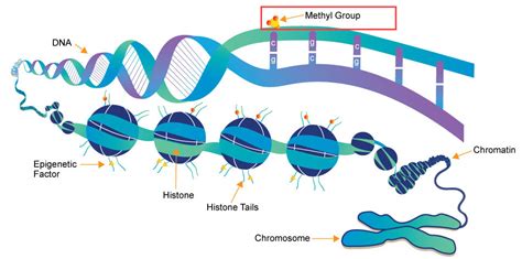 Biological Age vs Calendar Age & Epigenetic Clocks