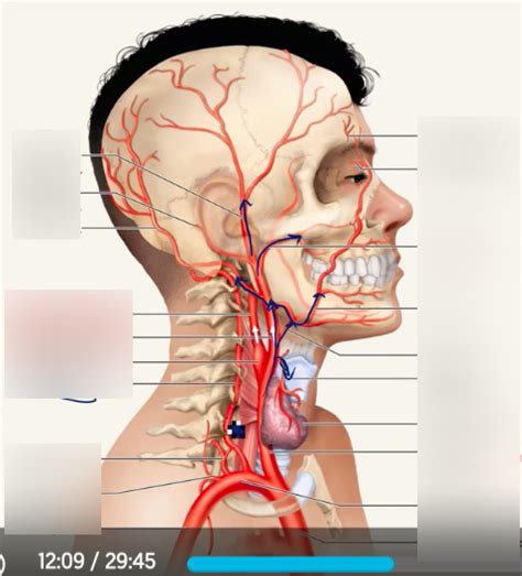 Head & Neck Arteries Diagram | Quizlet