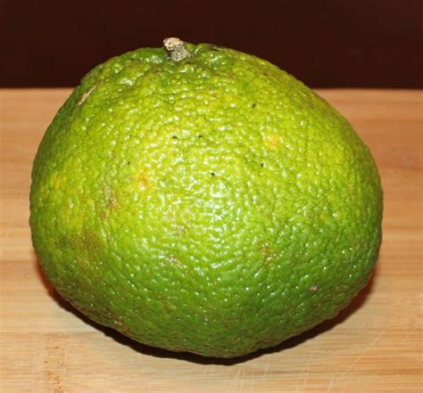 Ugli Fruit Tree - HubPages