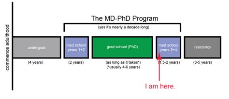 What is MD-PhD training (and why am I still a student?) – You Can Know Things