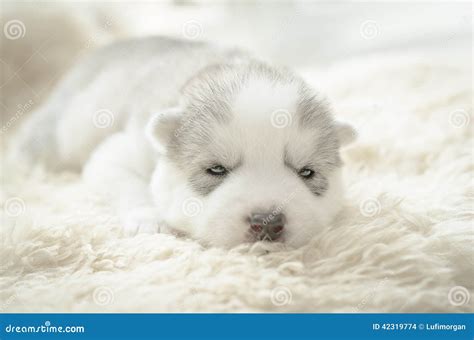 Siberian Husky Puppy Sleeping Stock Photo - Image: 42319774