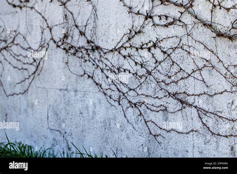 Climbing plants on a wall Stock Photo - Alamy