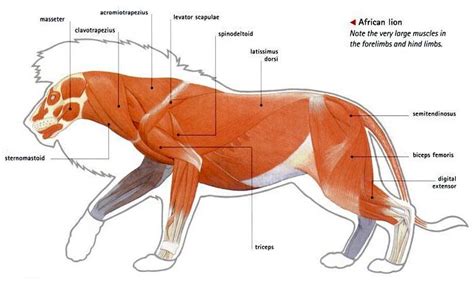 Anatomy of a male lion From: ‘Mammal Anatomy: An Illustrated Guide’ | Lion anatomy, Male lion ...