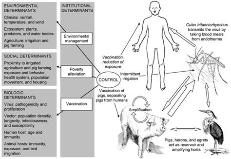 Figure 1 - Past, Present, and Future of Japanese Encephalitis - Volume 15, Number 1—January 2009 ...