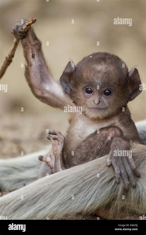 Hanuman Langur / Northern Plains Grey Langur (Semnopithecus entellus ...