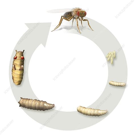 Fruit fly life-cycle, illustration - Stock Image - C025/5758 - Science Photo Library