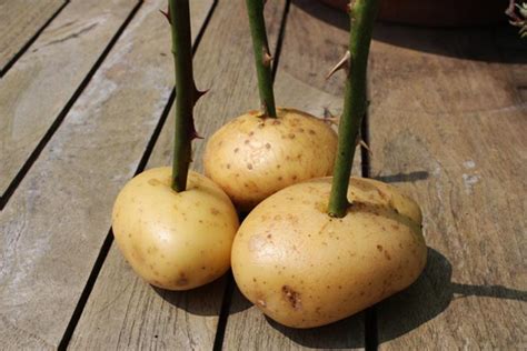 How to Take Rose Cuttings and Grow Roses in Potatoes