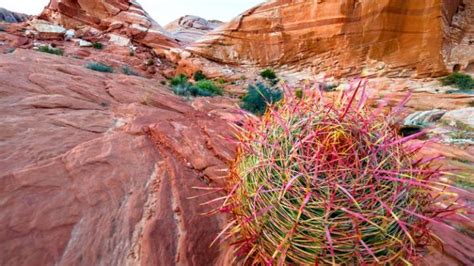 Red Rock Canyon Wildlife | Southwest Explorers