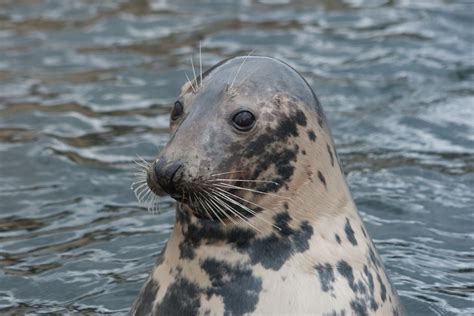 Gray Seal | Facts, pictures & more about Gray Seal