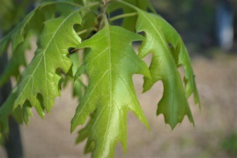 Northern Red Oak Leaves - Next Generation Landscape Nursery