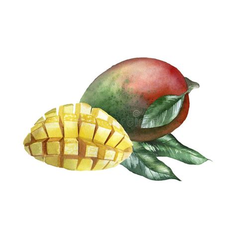 Botanical Watercolor Illustration of Mango Fruit Stock Photo - Image of ...