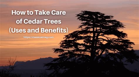 How to Take Care of Cedar Trees (Uses and Benefits)