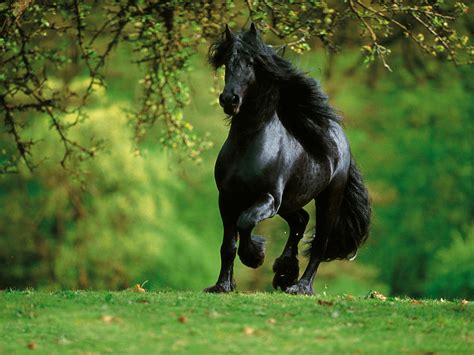 Arabian Horse Wallpapers, Pictures, Images