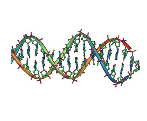 File:DNA double helix horizontal.png