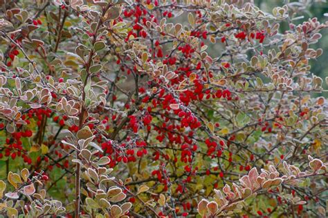 Japanese Barberry Shrubs