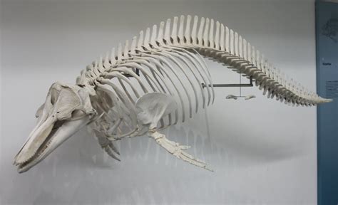 Skeleton Bottle-nosed dolphin | Animal skeletons, Dolphins, Skeleton