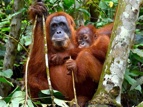 Orangutans & Elephants - Bukit Lawang Tangkahan - Sumatra EcoTravel