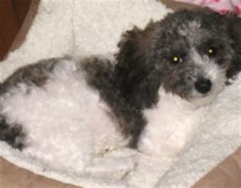 Havachon (Havanese-Bichon Frise Mix) Info, Temperament, Pictures