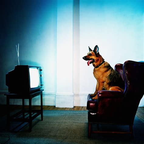 Do Dogs Really Like Dog Tv