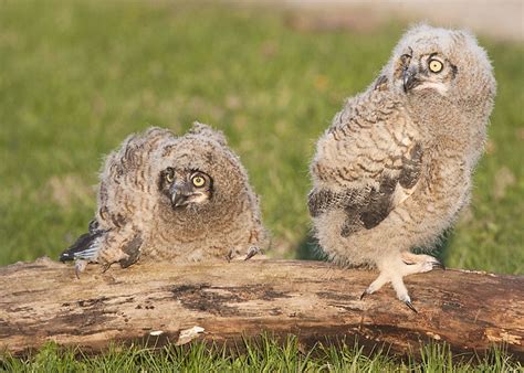 GREAT HORNED OWL CHICKS | Flickr - Photo Sharing!