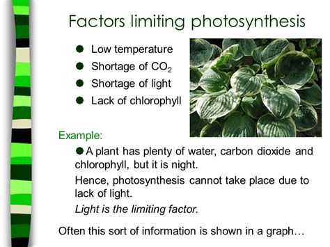 Help cant do my essay What factors limit photosynthesis