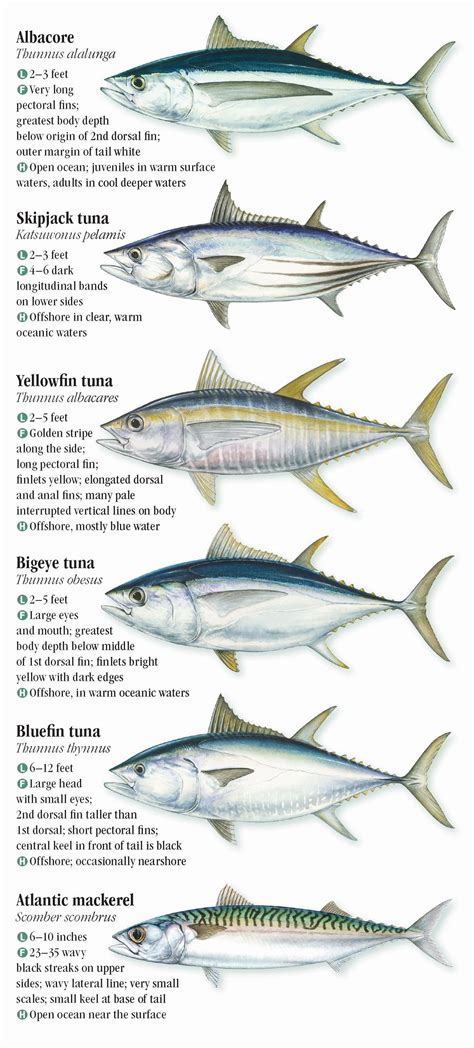 Saltwater Fishes of the North and Mid-Atlantic States – Quick Reference ...