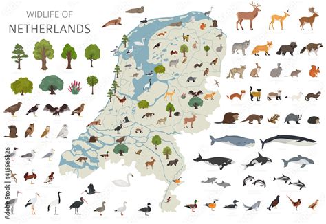 Flat design of Netherlands wildlife. Animals, birds and plants ...