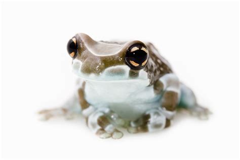 Amazon Milk Frog Care Sheet | DubiaRoaches.com – Dubia.com