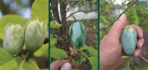 Cucumbertree Magnolia | Johnson's Nursery | KB