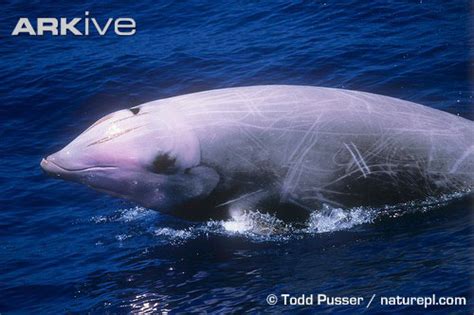 Cuvier's Beaked Whale - Save The Whales